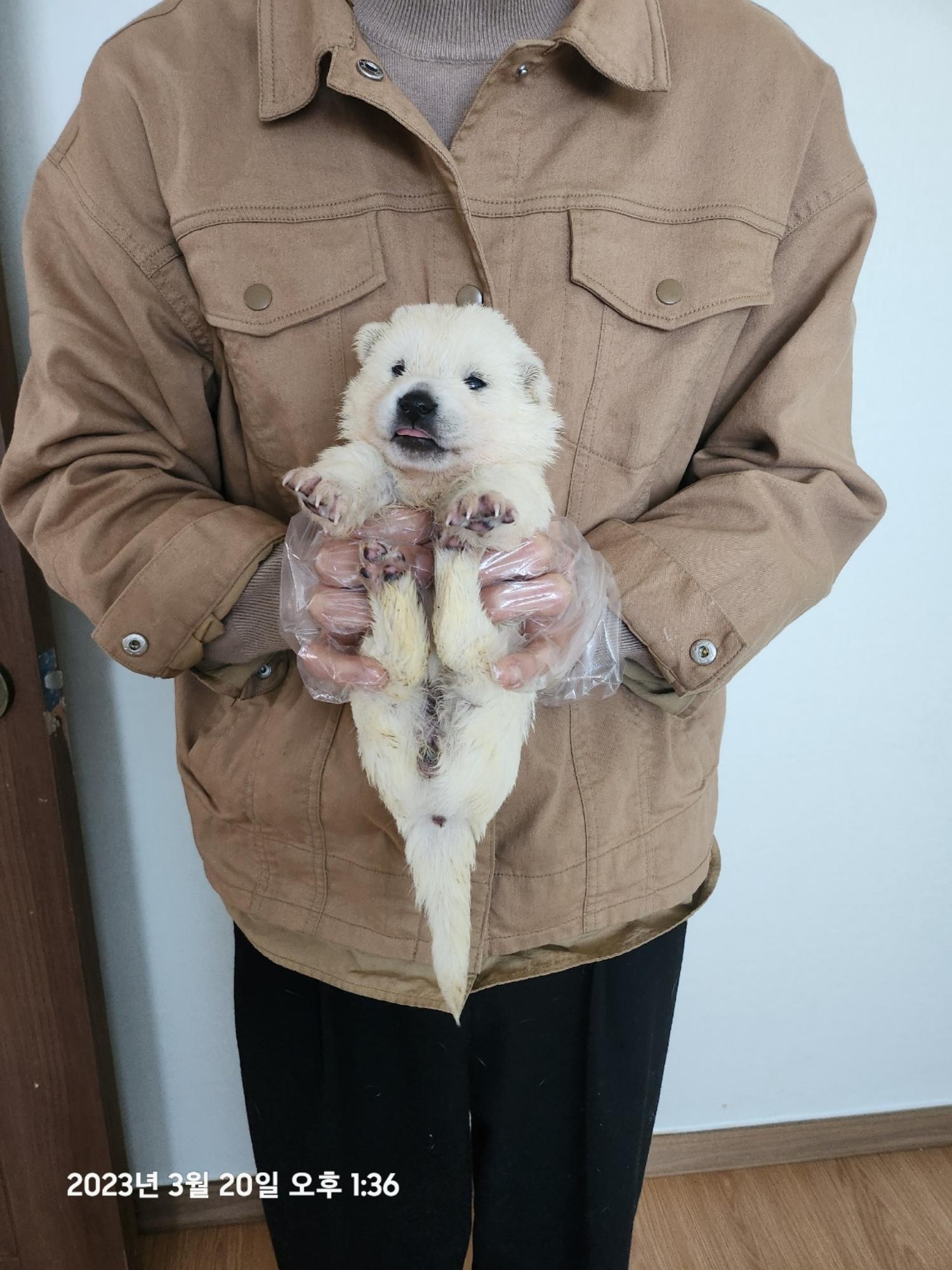 울산유기동물보호센터_431373202300218